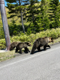 社員旅行で北海道に行った際に遭遇した熊の親子