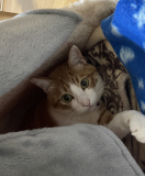 事務所のマスコット猫