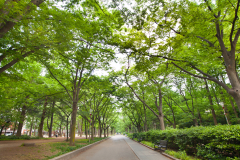 事務所付近の靭公園