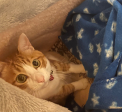 事務所のマスコット猫