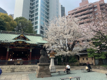 近くの金王神社の桜