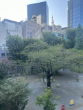 事務所窓から見える桜の木。春には満開になります。桜の向こうは池袋ハロワーク